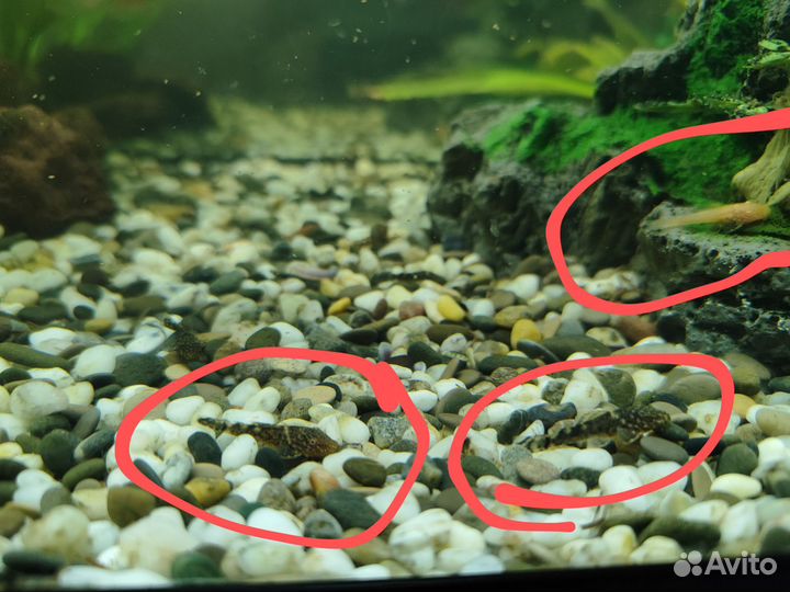 Сомики анциструсы