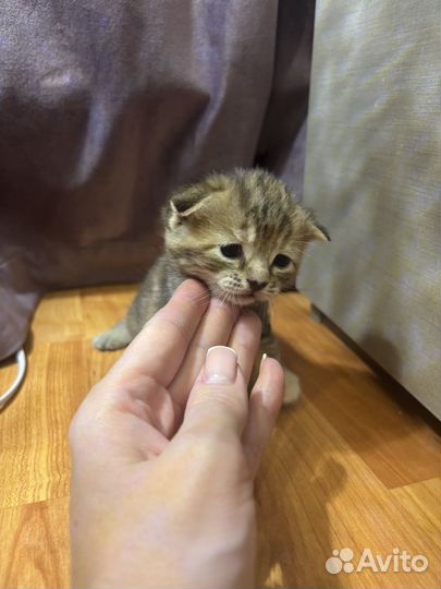 Британские вислоухие котята