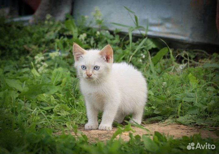 Милые котята в дар
