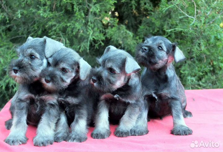 Цвергшнауцер