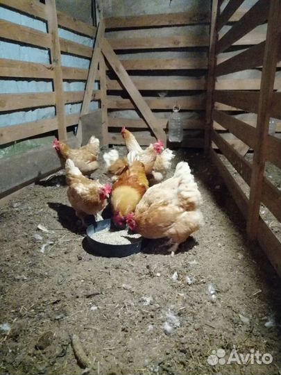 Семья минимясных кур