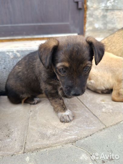 Собака в добрые руки отдам бесплатно