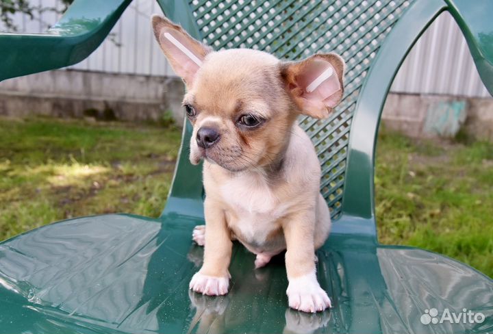 Чихуахуа - мальчик