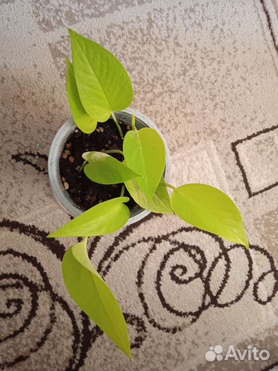 Эпипремнумы