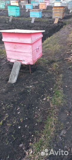 Пчелы с ульями