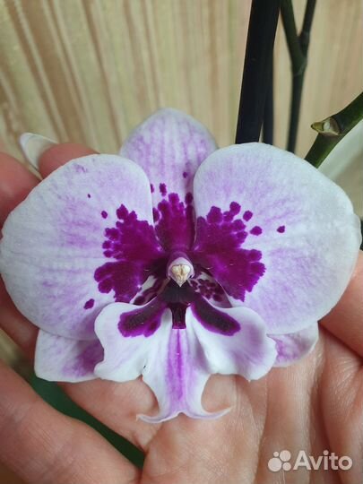 Сортовые орхидеи фаленопсис