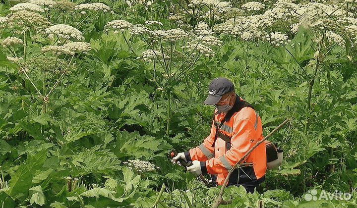 Унечтожение борщевика клопов КРОТОВ