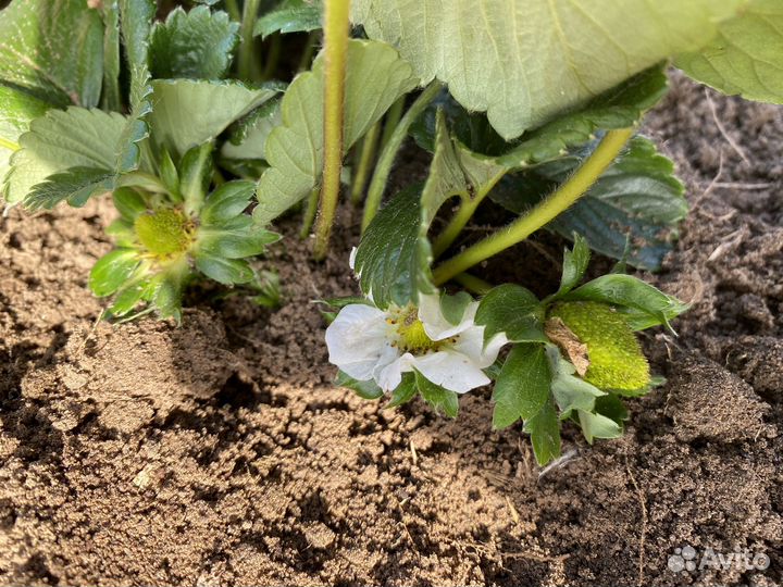 Рассада ремонтантной клубники