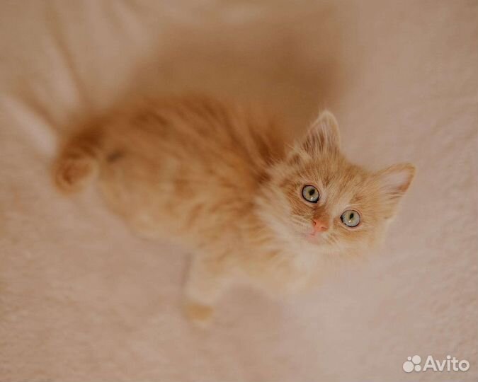 Пушистый рыжий котенок в дар 1,5 мес
