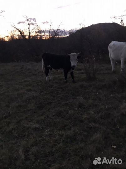 Бычки и телята