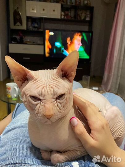 Донской сфинкс вязка