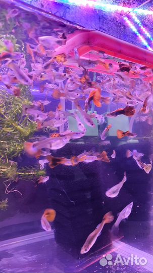 Рыбы гуппи