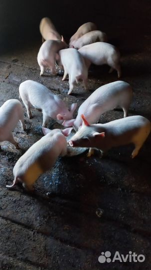 Продам поросят