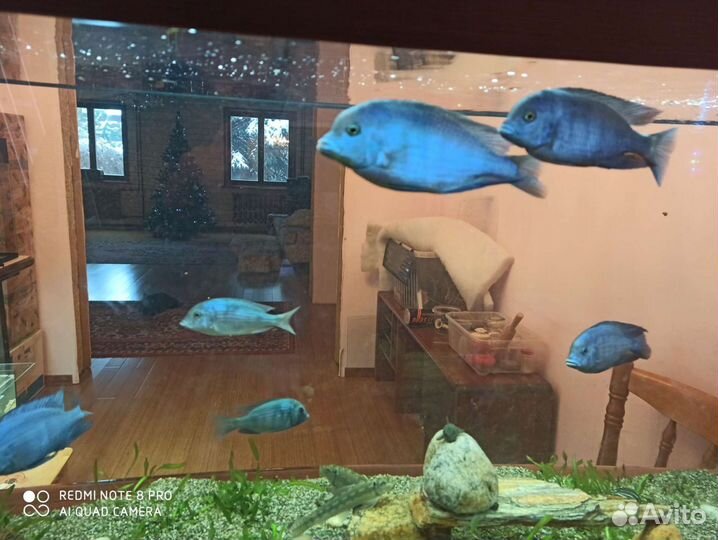 Аквариумные рыбки (дельфины)