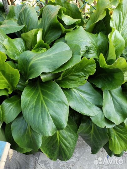 Хосты и бадан