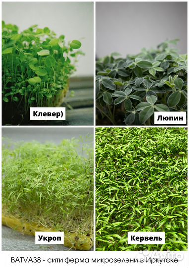 Микрозелень в ассортименте