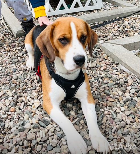 Бигль в добрые руки