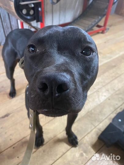 Вязка кобели