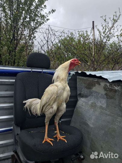 Бойцовые петухи и куры