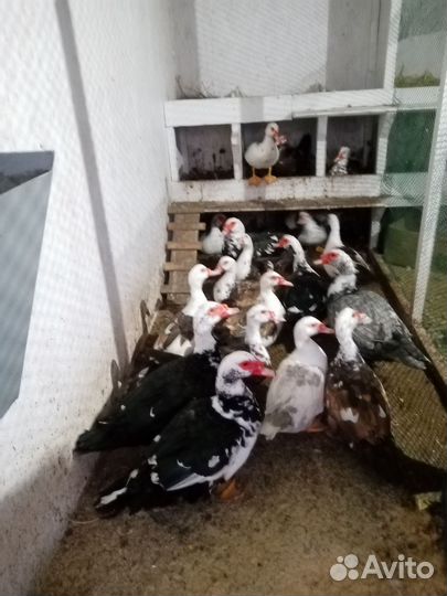 Селезень индоутки