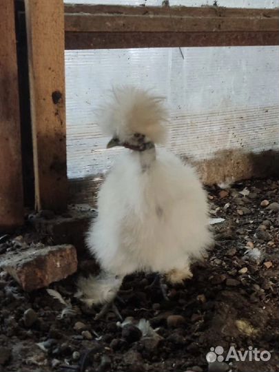 Китайская шелковая курица
