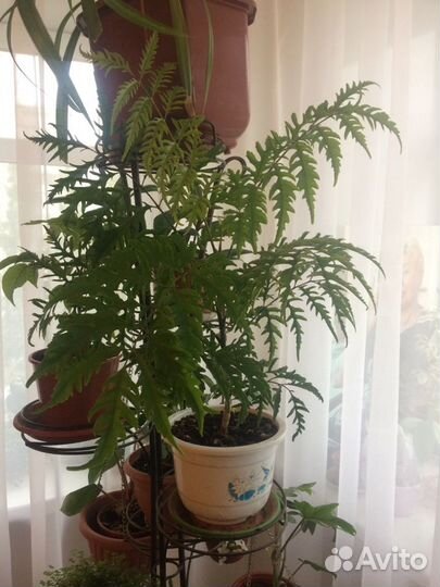 Комнатные цветы (огромный выбор)