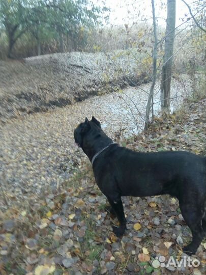 Вязка (кобель)