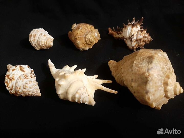 Ракушки морские,наборы д аквариума д творчества