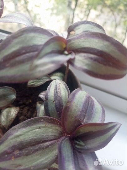 Традесканция Зебрина