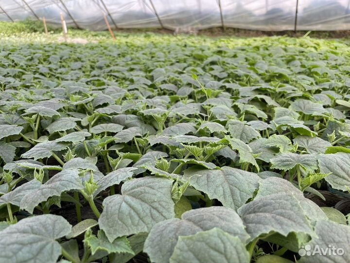 Рассада овощей и цветов. Теплицы кск