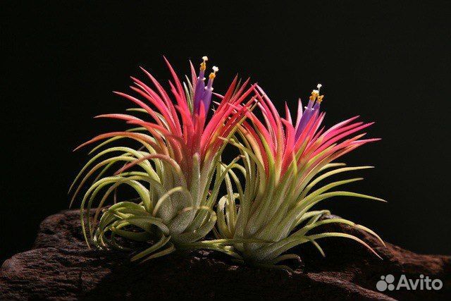 Тилландсия