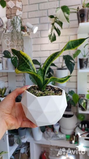 Сортовые сансевиерии