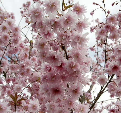 Сакура мини