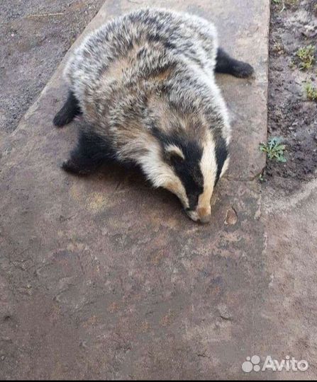 Барсучий жир