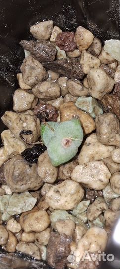 Суккулент крассула/толстянка марнье