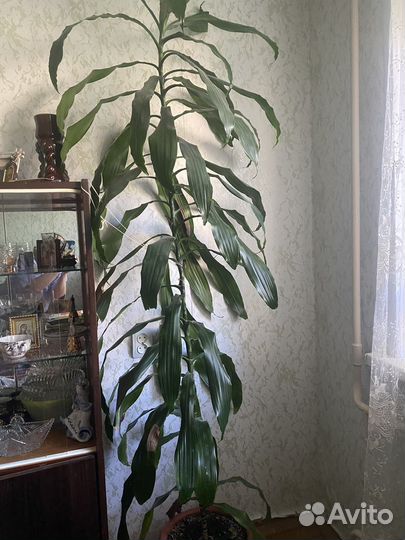 Драцена душистая