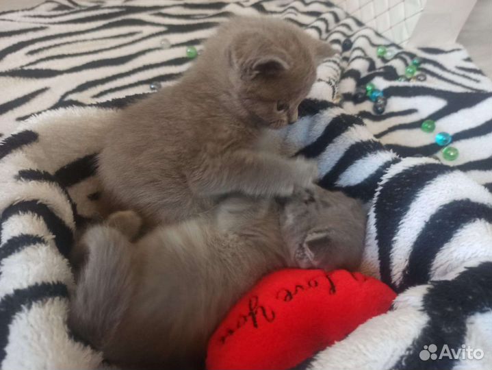 Кошки шотландцы