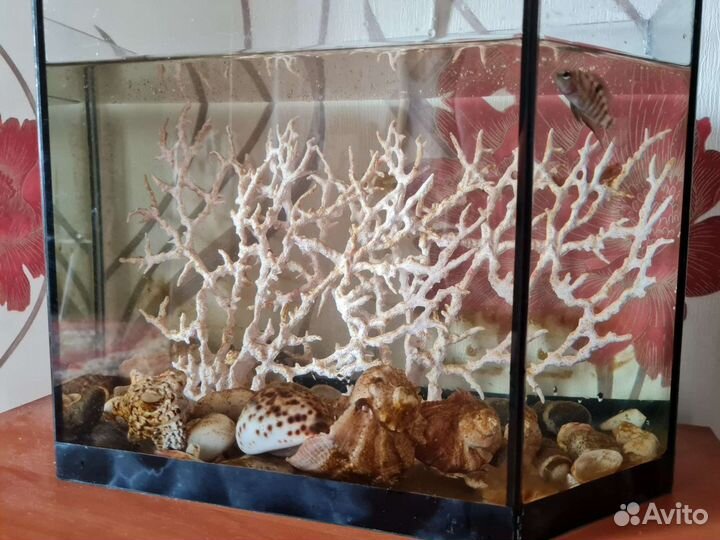 Аквариум на 20л