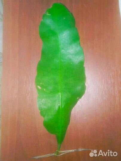 Эпифиллумы сортовые