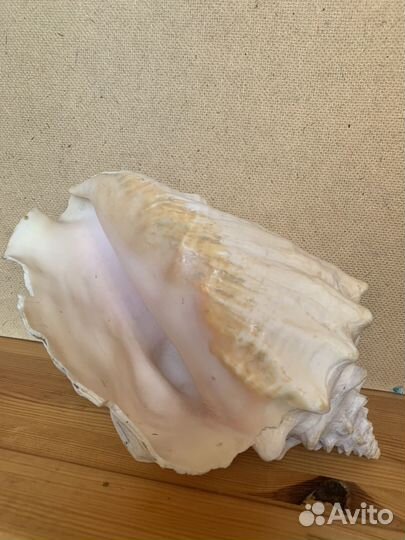 Ракушка морская большая