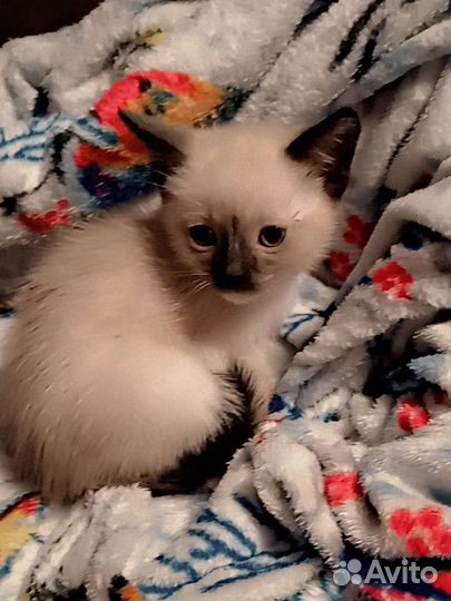 Котята