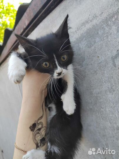 Чудесные котята ищут приют