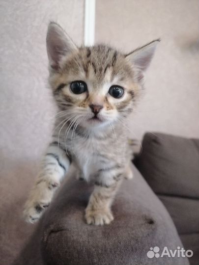 Ванюша в добрые руки