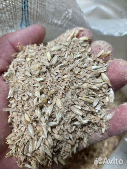 Продажа зерно отходов из пшеницы