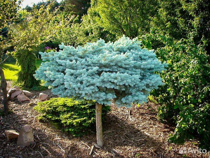 Ель Глаука Глобоза на штамбе 60 см