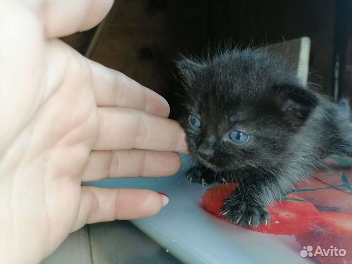 Кошка в дар