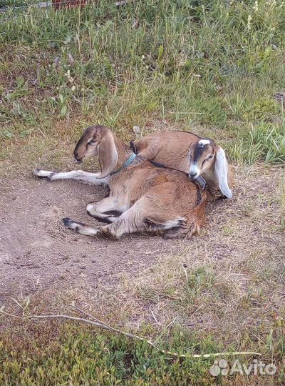 Нубийские козы