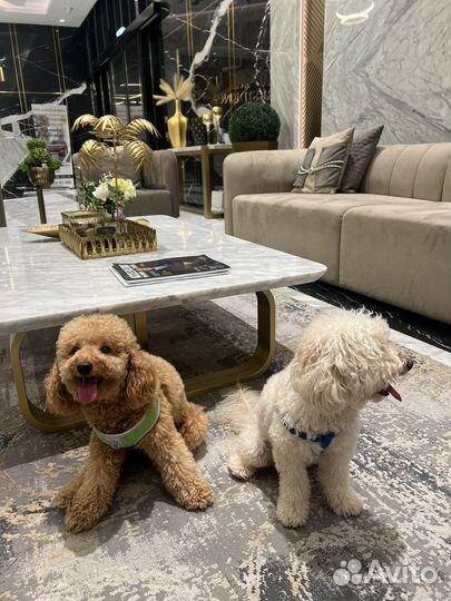 Карликовый пудель вязка