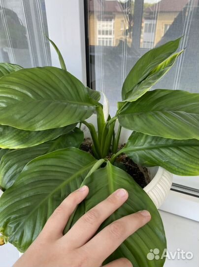 Спатифиллум