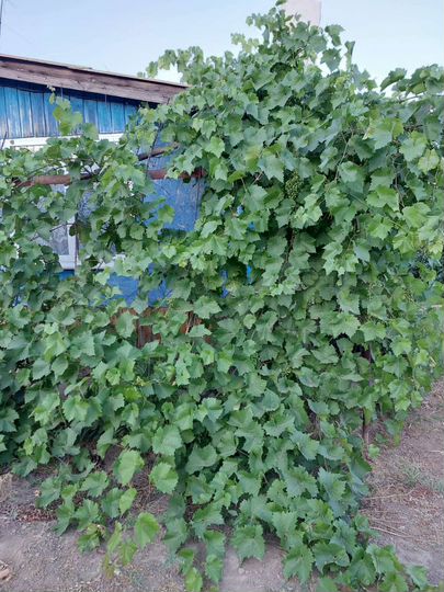 Участок 11 сот. (ИЖС)